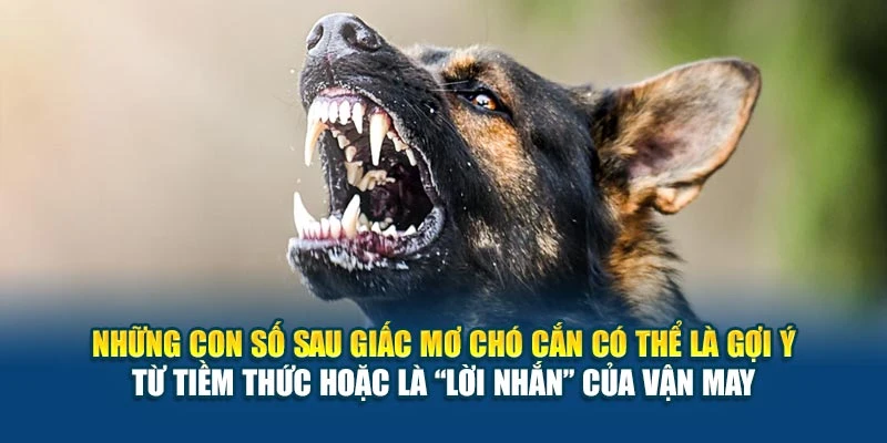 Những con số sau giấc mơ chó cắn có thể là gợi ý từ tiềm thức hoặc là “lời nhắn” của vận may